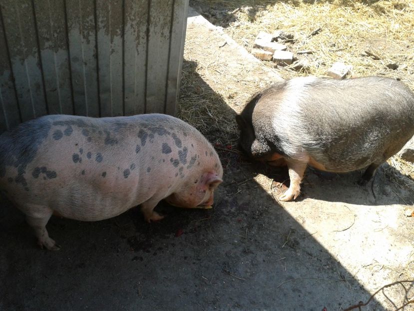 Fotografie0171 - C4---porci vietnamezi