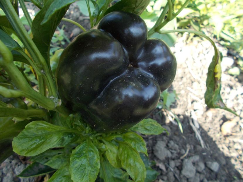  - SEMINTE ARDEI - A 05 PURPURNIJ KOLOKOL