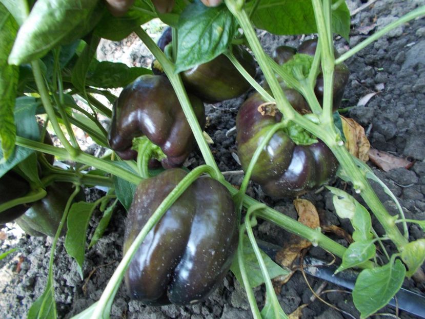  - SEMINTE ARDEI - A 05 PURPURNIJ KOLOKOL