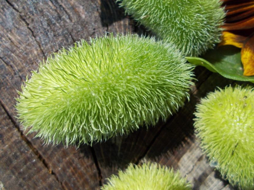  - SEMINTE CASTRAVETI - CUCUMIS DIPSACEUS - DECORATIV