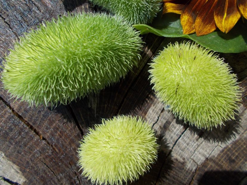  - SEMINTE CASTRAVETI - CUCUMIS DIPSACEUS - DECORATIV