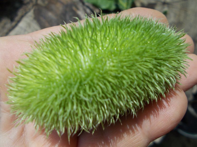  - SEMINTE CASTRAVETI - CUCUMIS DIPSACEUS - DECORATIV