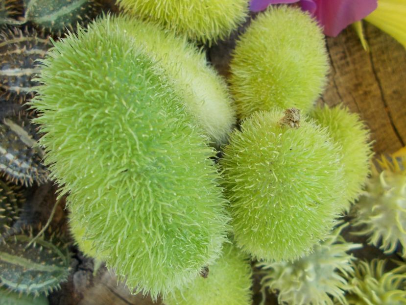  - SEMINTE CASTRAVETI - CUCUMIS DIPSACEUS - DECORATIV