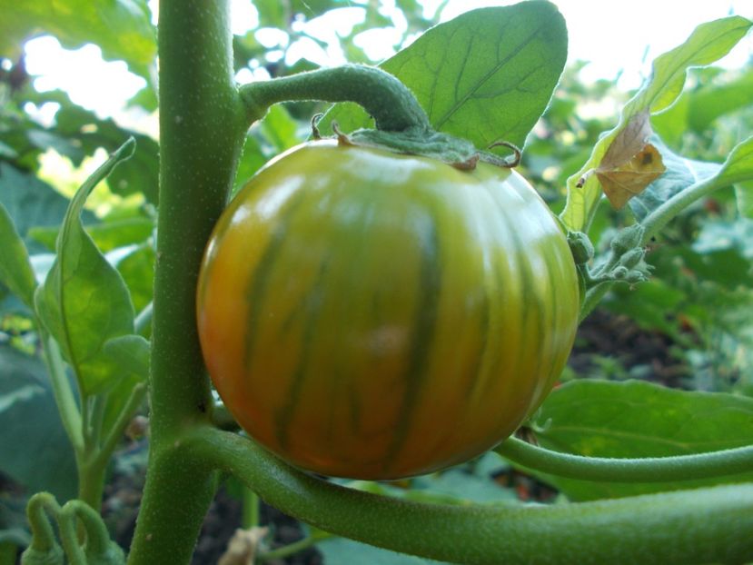  - SEMINTE VINETE - TURKISH ORANGE