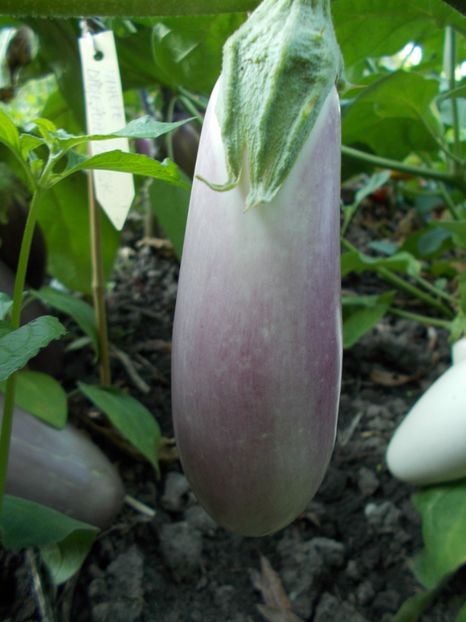  - ZZ VINETE - DNJEPOPETROVSK