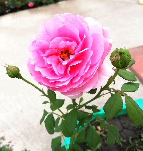  - Princess Alexandra of Kent