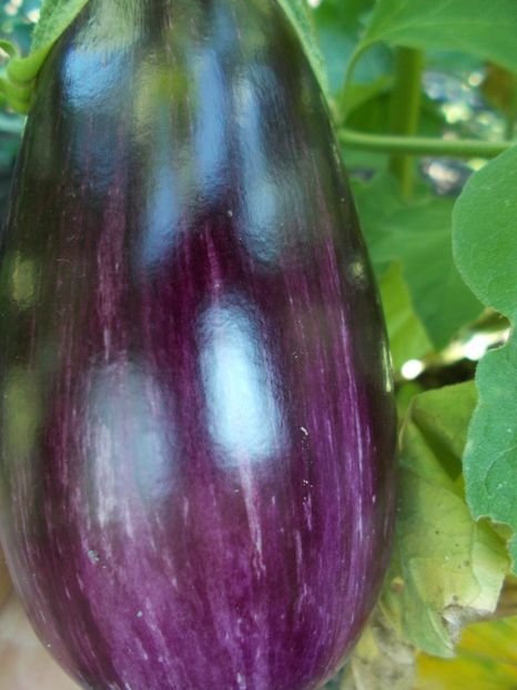  - SEMINTE VINETE - PANDORA STRIPED ROSE