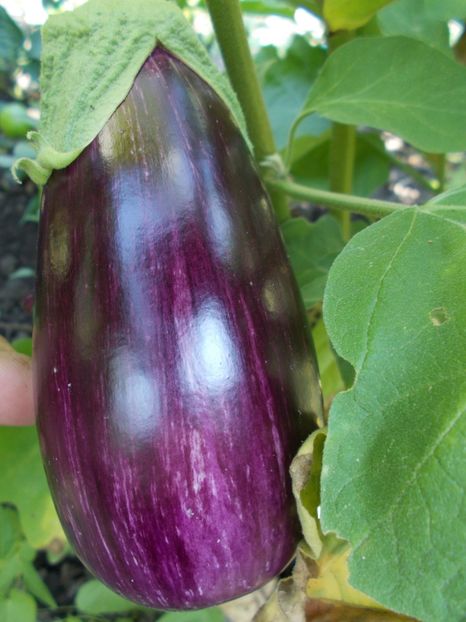  - SEMINTE VINETE - PANDORA STRIPED ROSE