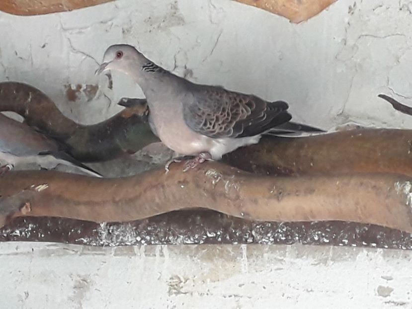  - TURTURELE GÂT PERLAT