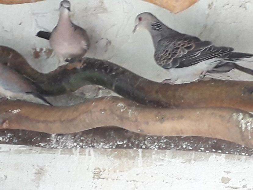  - TURTURELE GÂT PERLAT