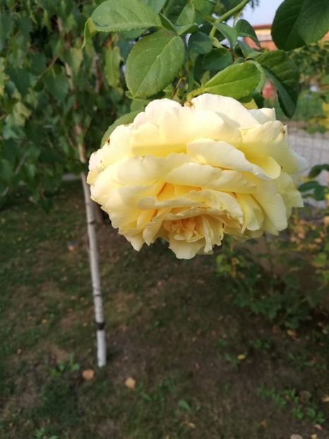  - Cyrano de Bergerac