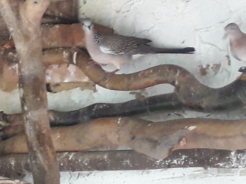  - TURTURELE GÂT PERLAT