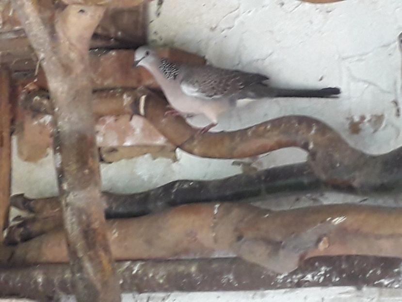  - TURTURELE GÂT PERLAT