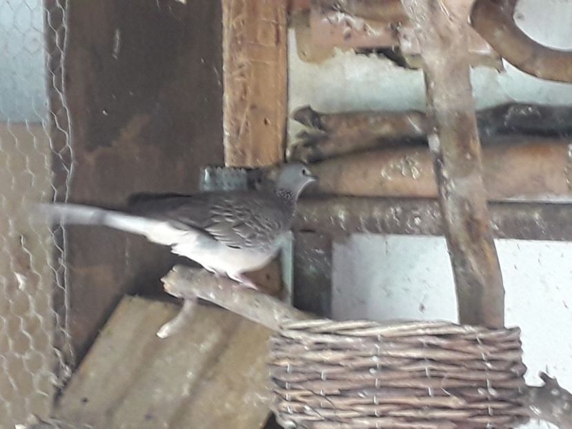  - TURTURELE GÂT PERLAT