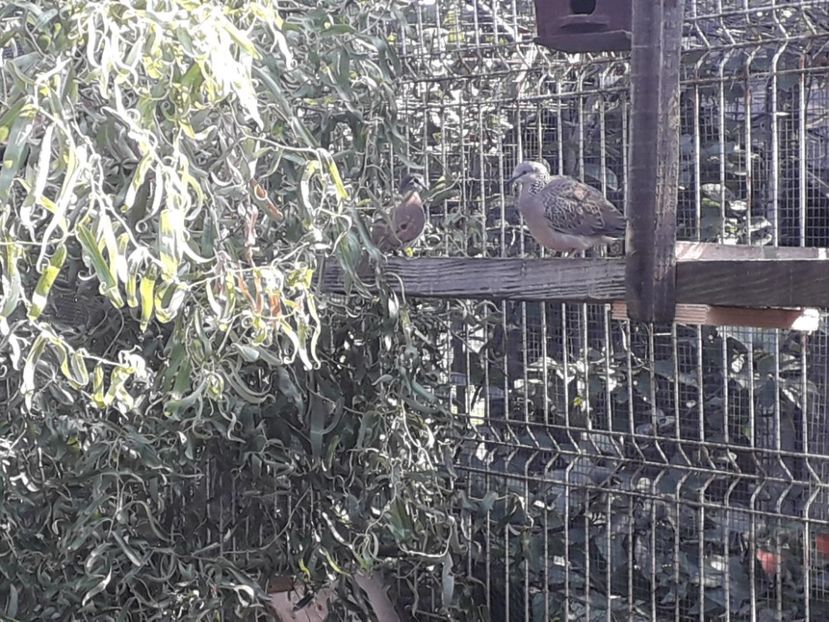  - TURTURELE GÂT PERLAT