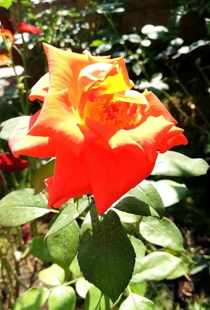  - Trandafiri comerciali