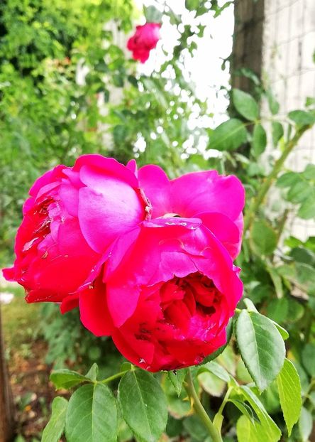  - Red Eden Erik Tabarly