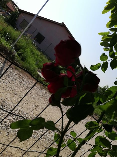  - Red Eden Erik Tabarly