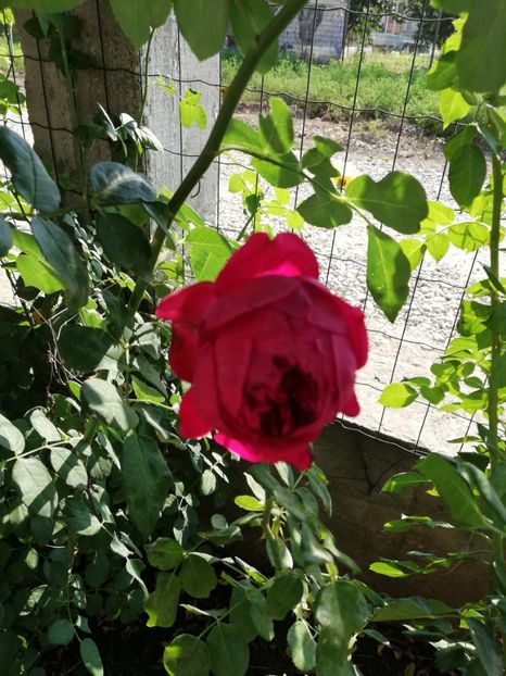  - Red Eden Erik Tabarly