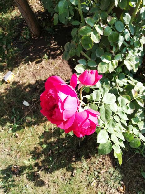  - Red Eden Erik Tabarly