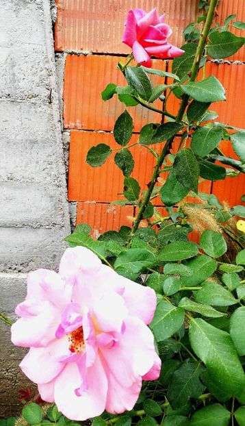  - Gradina septembrie 2018