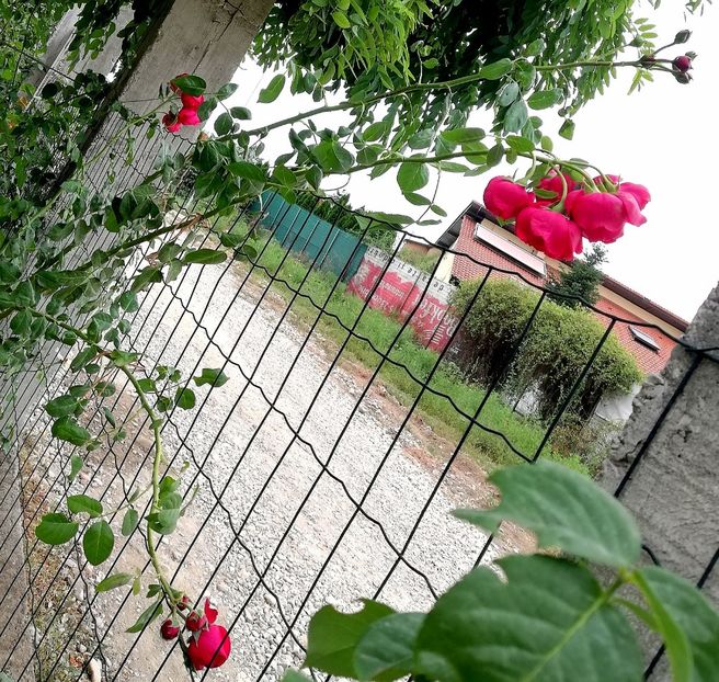  - Gradina septembrie 2018