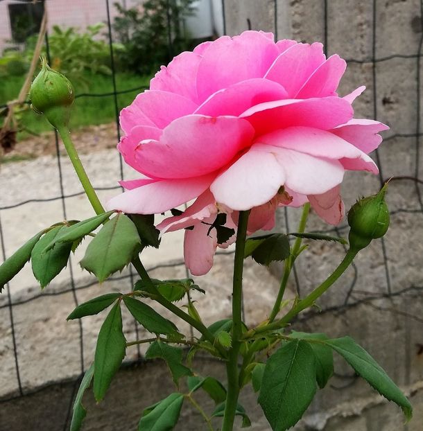  - Gradina septembrie 2018