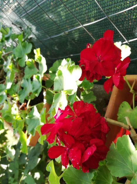  - Gradina septembrie 2018