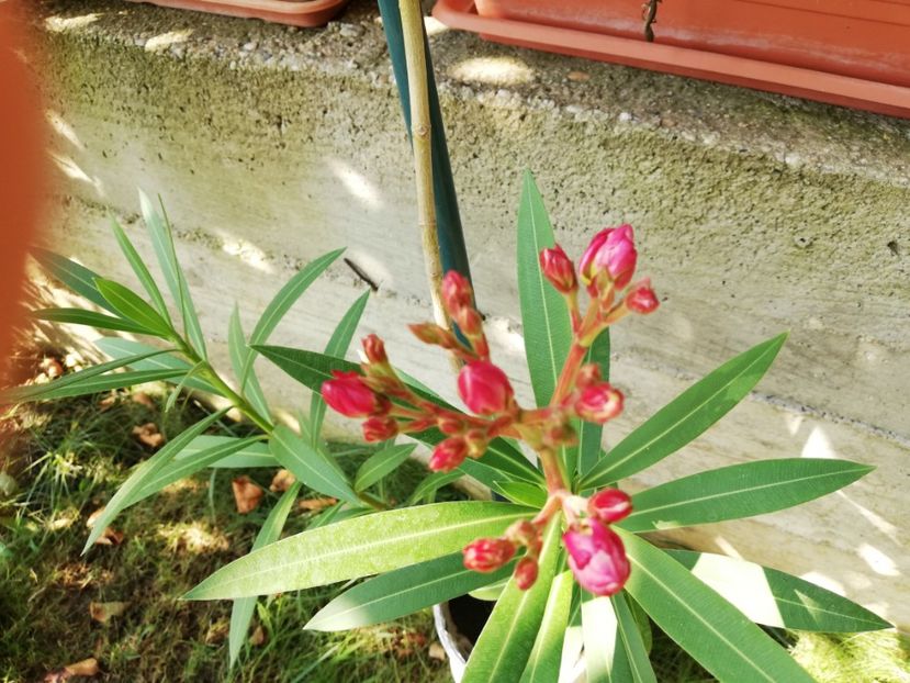  - Gradina septembrie 2018