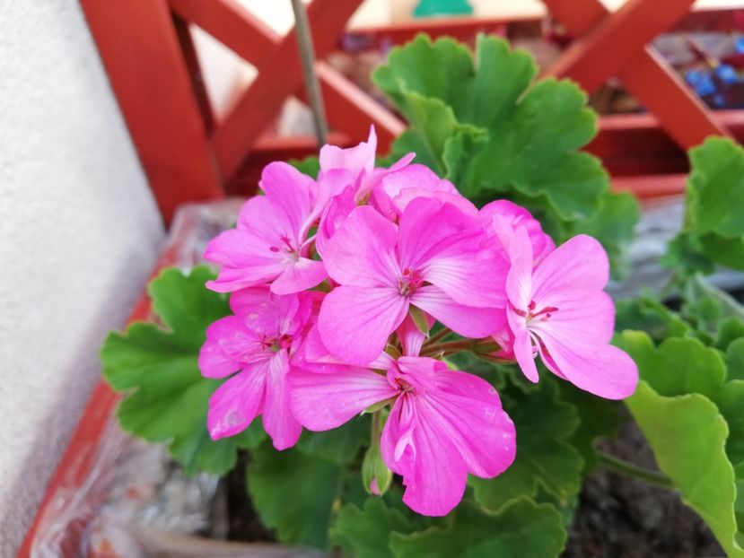  - Gradina septembrie 2018