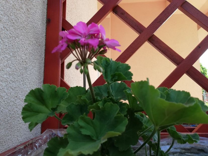  - Gradina septembrie 2018
