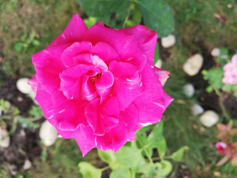  - Gradina septembrie 2018