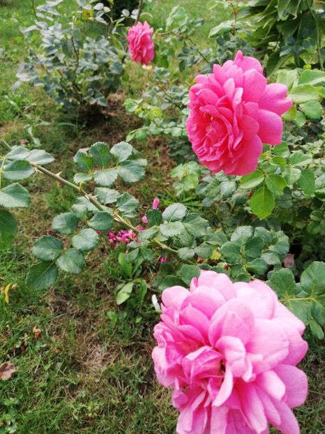  - Gradina septembrie 2018