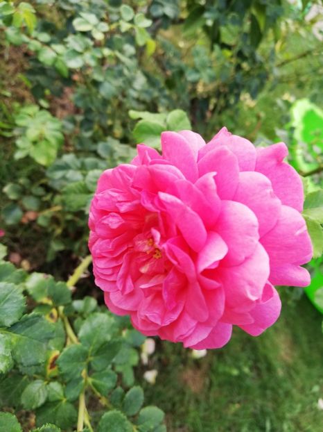  - Gradina septembrie 2018