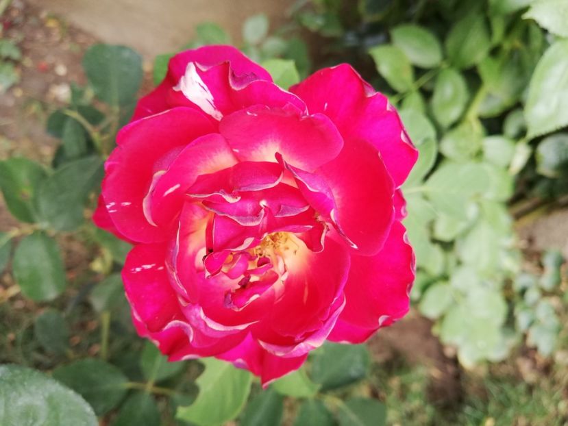  - Gradina septembrie 2018