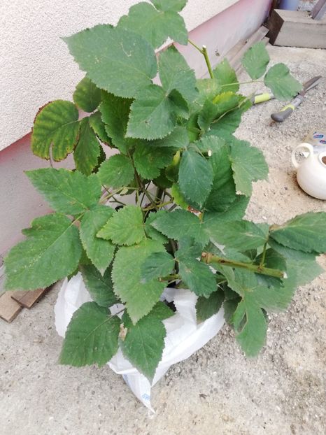  - Arbusti fructiferi si capsuni