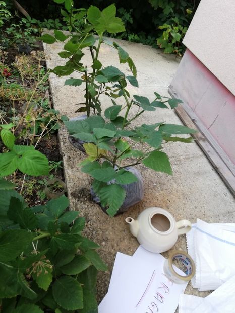  - Arbusti fructiferi si capsuni