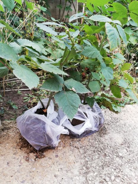  - Arbusti fructiferi si capsuni