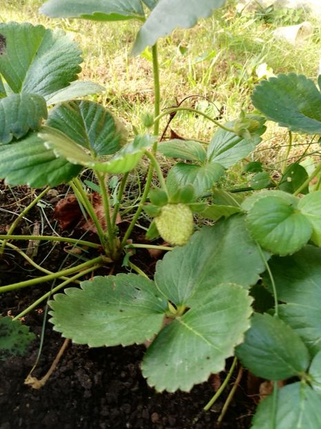 Albion - Arbusti fructiferi si capsuni