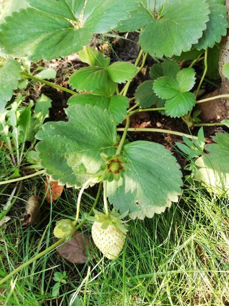 Albion - Arbusti fructiferi si capsuni