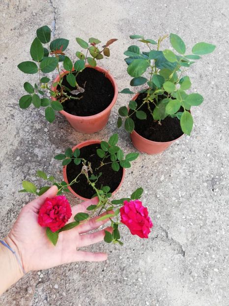 Trandafiri la ghiveci, 15 ron, 20 ron - Plante decorative de exterior si  perene disponibile - Emi82