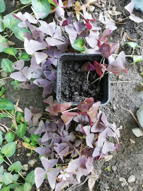 Oxalis rosu - 5 ron - Plante decorative de exterior si perene disponibile