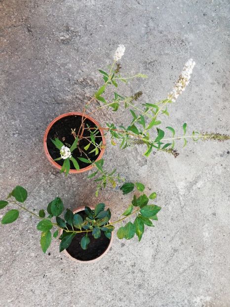 Budleja si hypericum calycinum 15 ron/buc - Plante decorative de exterior si perene disponibile