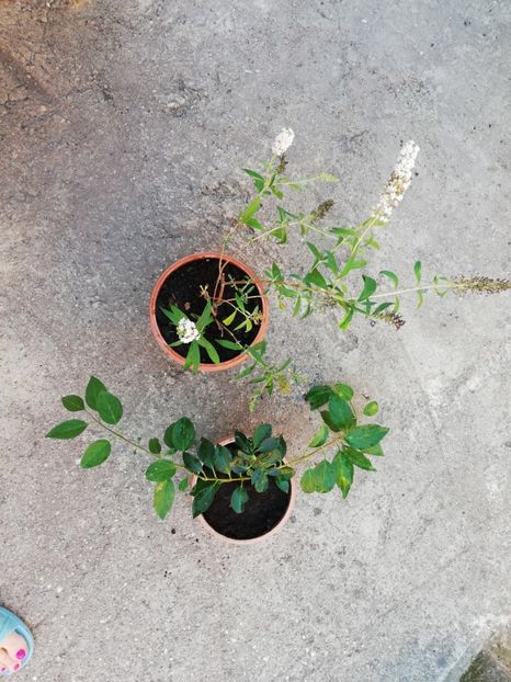  - Plante decorative de exterior si perene