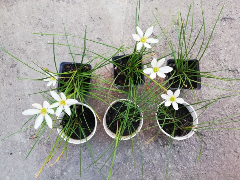 10 ron/buc zephiranthes - Plante decorative de exterior si perene disponibile