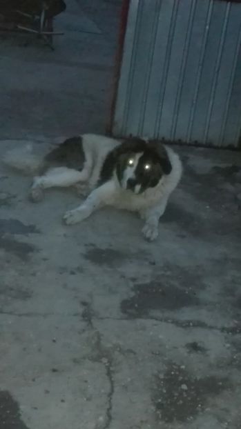  - Ciobănesc de Bucovina