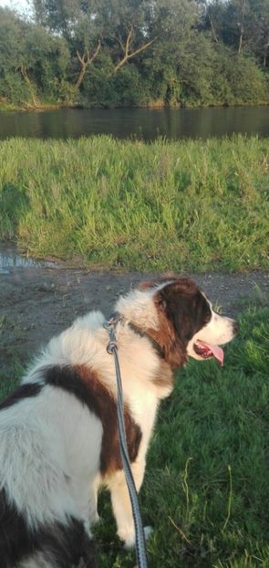  - Ciobănesc de Bucovina