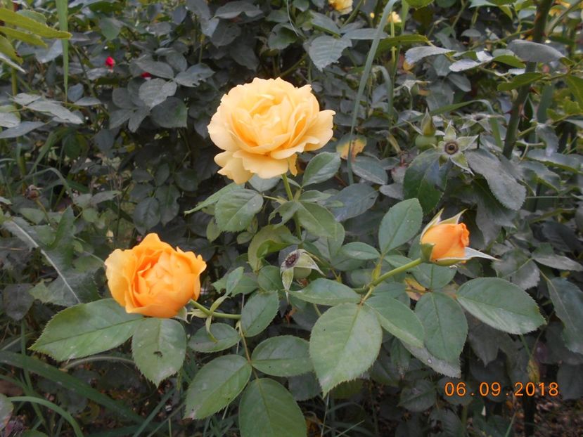 julia child - 3Trandafiri 2018