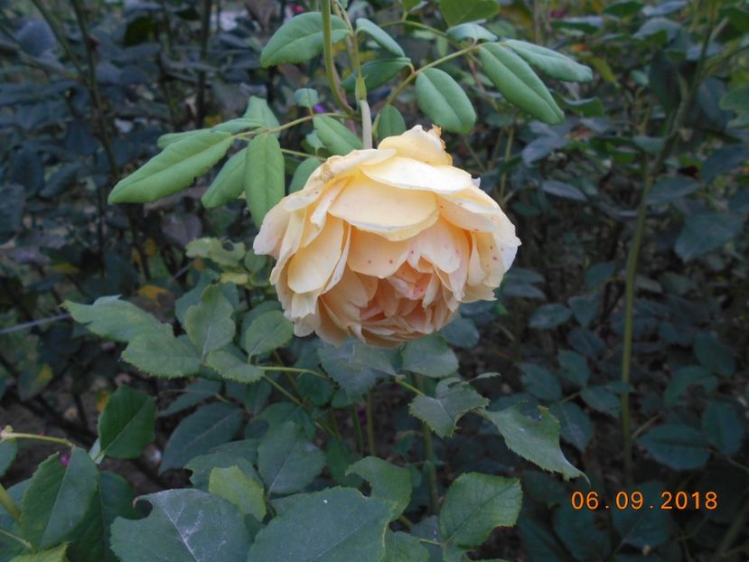 golden celebration - 3Trandafiri 2018