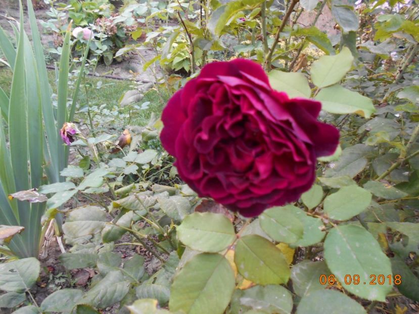 06.09.2018 - Munstead Wood